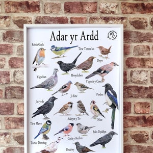 Póster A3 de pájaros de jardín en idioma galés, nombres galeses, impresión artística galesa, impresión de pájaros galeses, regalos galeses, póster galés, pájaros de jardín británicos