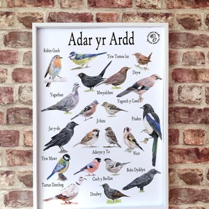 Poster in lingua gallese, poster formato A2 con uccelli da giardino, stampa artistica gallese, regali gallesi, poster gallese, identificazione degli uccelli da giardino britannici, stampa di uccelli