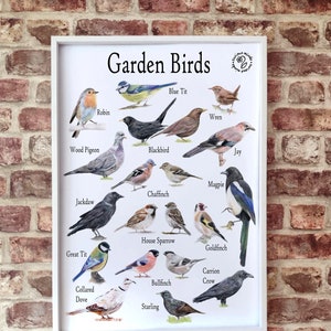 Garden Birds A2 Poster, common names, British Garden Birds Identification Chart, Garden Birds Print, Nature Resource, Garden birds UK