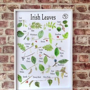 A3 Irish leaf poster, Irish trees poster, wildlife print, native trees poster, home ed resources, nature poster, home education UK