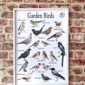 Gartenvögel A3 Poster, irische Vögel, britische Gartenvogelidentifikation, Gartenvogeldruck, Naturressource, Home EdRessource
