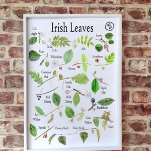 A2 Irish leaf poster, Irish trees poster, wildlife print, native trees poster, home ed resources, nature poster, home education UK