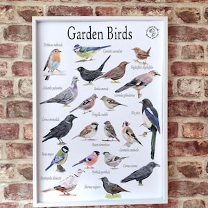 Poster A3 sugli uccelli da giardino, Arte di identificazione degli uccelli da giardino britannici, Stampa sugli uccelli da giardino, Poster sulla fauna selvatica, Risorsa naturalistica, Risorsa didattica per la casa