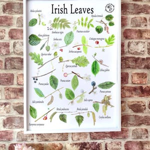 A3 Irish leaf poster, Irish trees poster, wildlife print, native trees poster, home ed resources, nature poster, home education UK