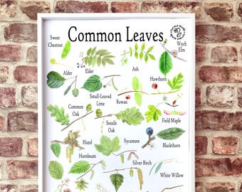 British Tree Leaf Identification Poster: Forest School Nature Resource