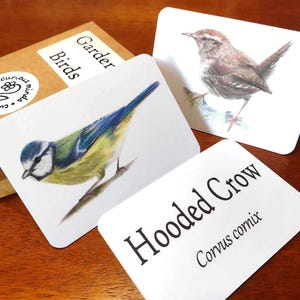 庭の鳥のフラッシュカード、庭の鳥の絵カード、英国の庭の鳥の自然カード、森の学校のリソース、アイルランドの鳥の種類