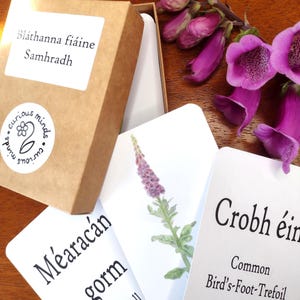 May include: A set of botanical flashcards with a brown box and purple flowers. The cards feature plant illustrations and names in Gaelic and English. The box has a sticker that says "Bláthanna fiáine Samhradh". The cards are on a wooden surface.