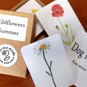 Tarjetas didácticas de flores silvestres de verano, tarjetas ilustradas de flores silvestres británicas, tarjetas de identificación de la naturaleza dibujadas a mano, educación sobre la naturaleza, recursos naturales