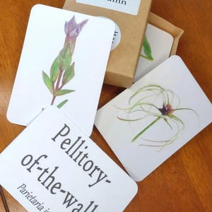 Autumn Wildflower Flashcards, British Wildflower Art, Nature Identification, Nature Education, Home Ed Resources, Seed Identification