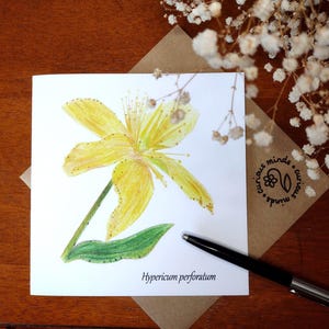 St. John's Wort, Flower Greetings Card, Autumn Flower, Nature Notecard, Hand Drawn Nature Card, Flower Design, Flower Lover, Floral Art