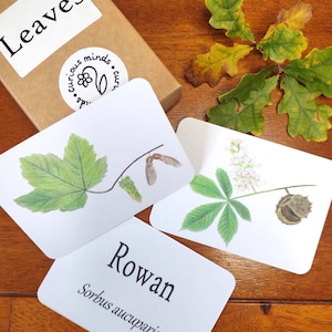 Leaf Flashcards, Leaf Picture Cards, Forest School Resources, UK trees, British trees Identification, Nature Education, Learning Resources