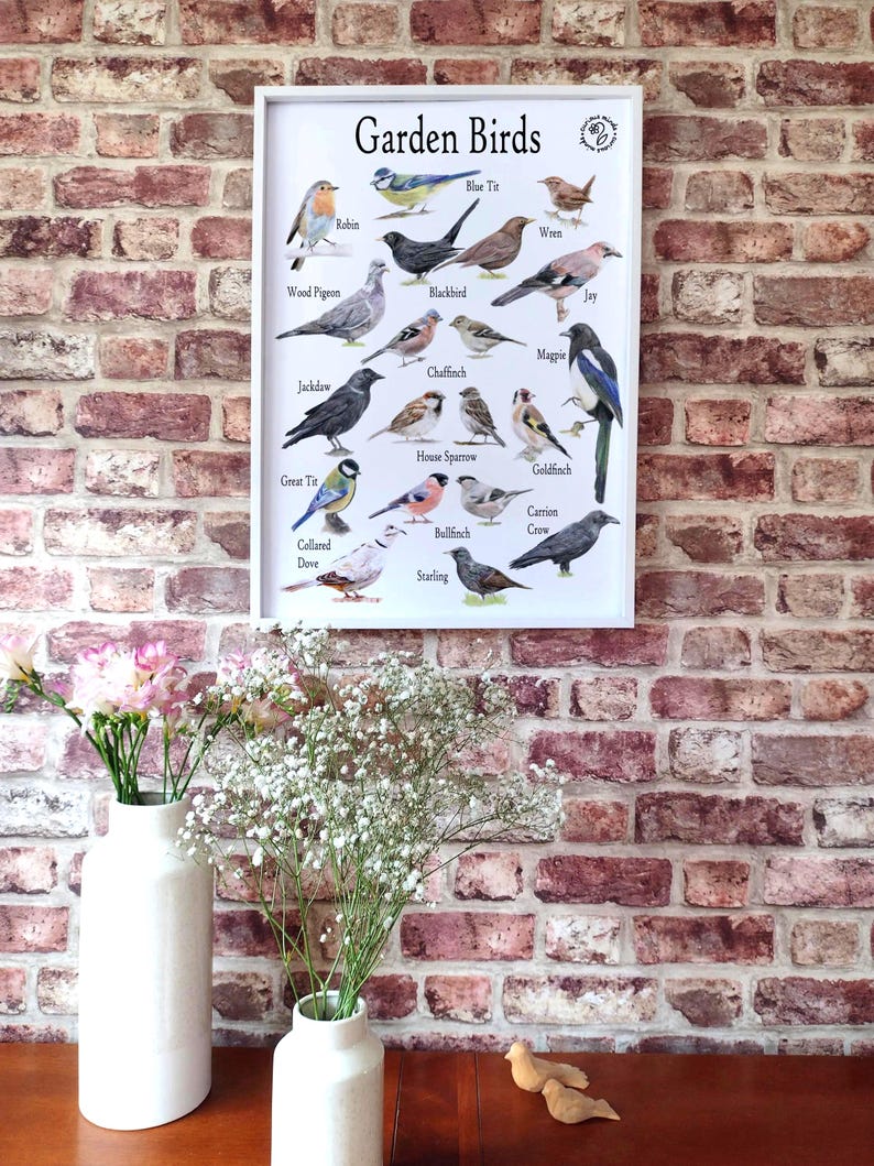 British Garden Birds A3 Poster: Identification Art, Nature Resource - Etsy