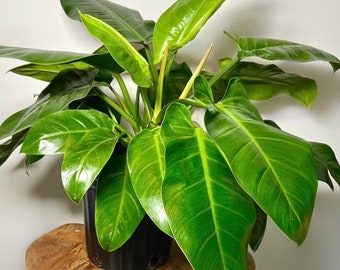 Philodendron Green Congo | 3 Feet Tall | 10” Grower Pot | Modern Indoor Live Plant