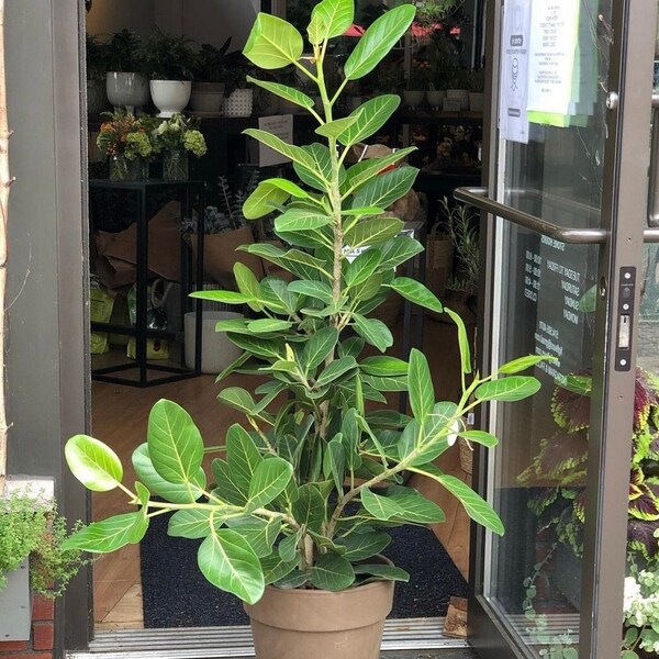 Ficus Audrey Double Stem | 4 Feet Tall | 10” Grower Pot | Modern Indoor Live Plant