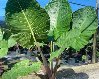 Alocasia Imperial Red | 5 Feet Tall | 10” Grower Pot | Modern Indoor Live Elephant Ear Plant