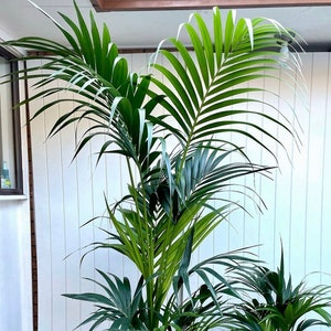 Kentia Palm | 5 Feet Tall | 10” Grower Pot | Modern Indoor Live Tropical Plant