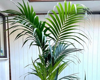 Kentia Palm | 5 Feet Tall | 10” Grower Pot | Modern Indoor Live Tropical Plant