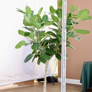 Ficus Audrey Tree Form | 5 Feet Tall | 12” Grower Pot | Modern Indoor Live Bengal Fig Rubber Plant