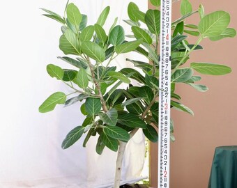 Ficus Audrey Tree Form | 5 Feet Tall | 12” Grower Pot | Modern Indoor Live Bengal Fig Rubber Plant