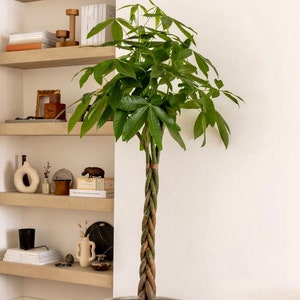 Money Tree Braided | Pachira Aquatica | 4 Feet Tall | 10” Grower Pot | Modern Indoor Live Plant