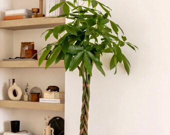 Money Tree Braided | Pachira Aquatica | 4 Feet Tall | 10” Grower Pot | Modern Indoor Live Plant