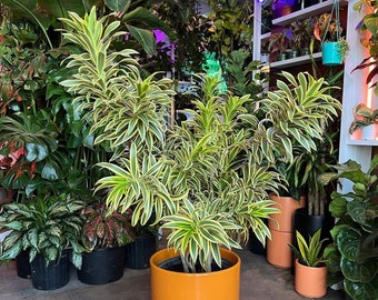 Dracaena Song of India | 4 Feet Tall | 10” Grower Pot | Modern Indoor Plant