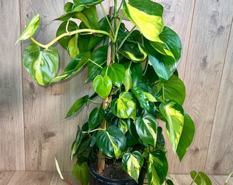 Philodendron Brasil Trellis | 3 Feet Vines | 10” Grower Pot | Modern Indoor Live Plant
