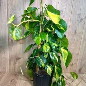 Philodendron Brasil Trellis 3 Feet Vines 10 Grower Pot Modern Indoor Live Plant image 1