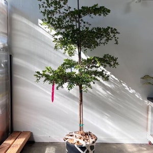 Shady Lady Bucida Buceras | Black Olive Tree | 5 Feet Tall | 10” Grower Pot | Modern Indoor Live Plant