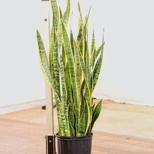 Sansevieria Laurentii | 5 Feet Tall | 10” Grower Pot | Modern Indoor Live Plant