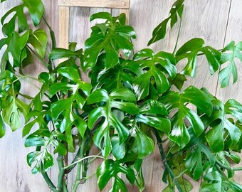 Monstera Ginny Trellis | 3 Feet Tall Vines | 10” Grower Pot | Modern Indoor Live Plant