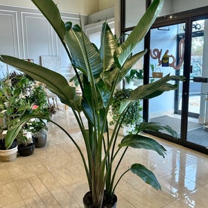 Bird of Paradise White | Strelitzia Reginae | 6 Feet Tall | 12” Grower Pot | Modern Indoor Live Bird of Prey Plant