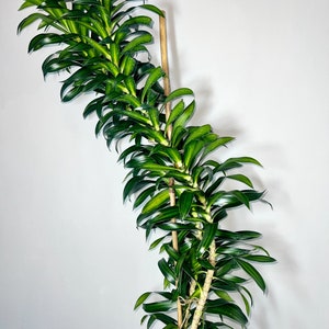 Dracaena Song of Jamaica 4 Feet Tall 10 Grower Pot Modern Indoor Plant image 2