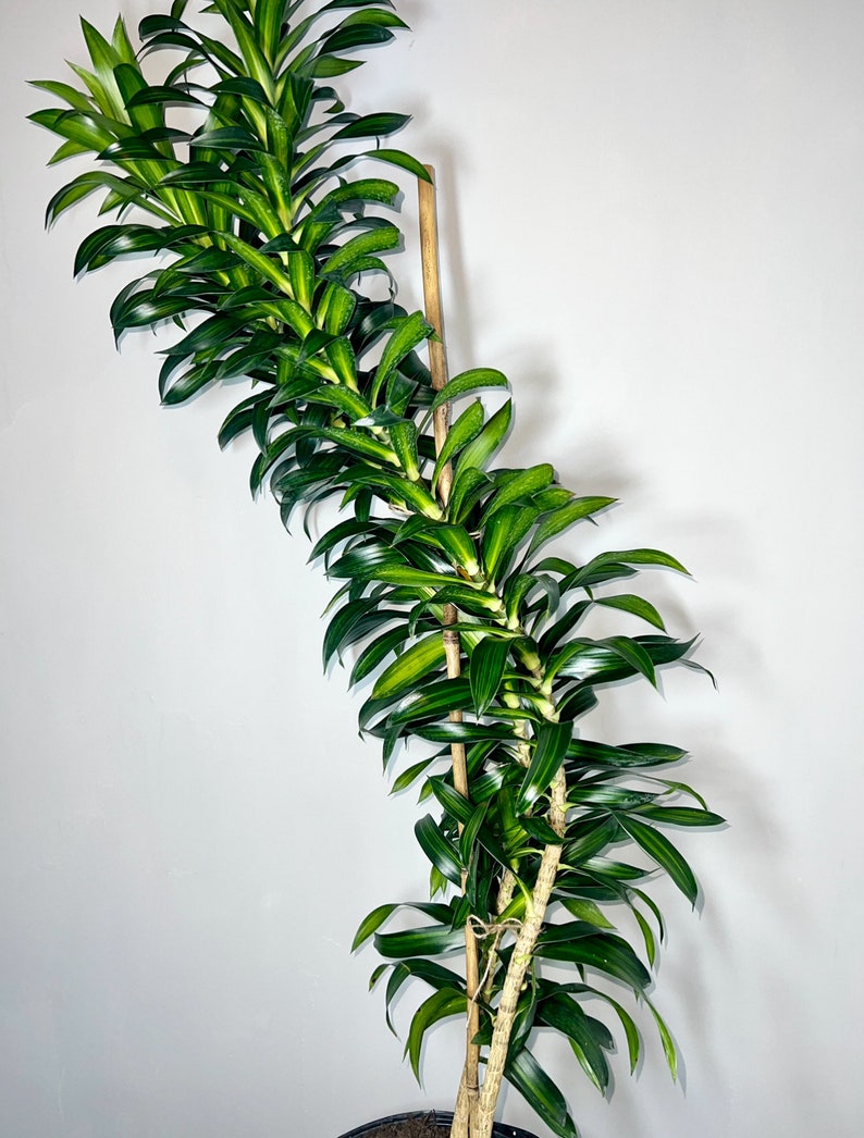 Dracaena Song of Jamaica 4 Feet Tall 10 Grower Pot Modern Indoor Plant image 2