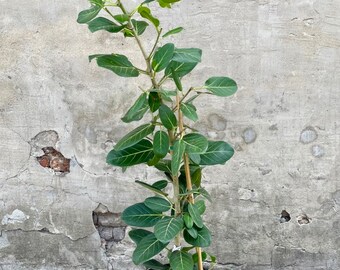 Ficus Audrey Column Bush | 4 Feet Tall | 10” Grower Pot | Modern Indoor Live Plant