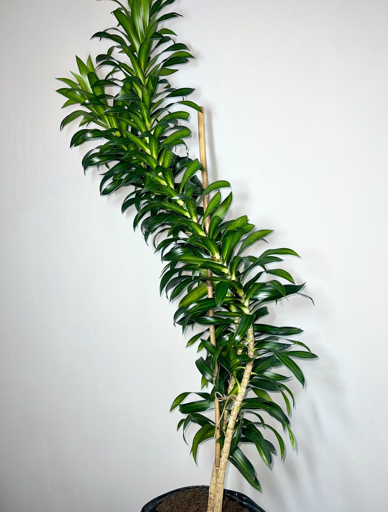 Dracaena Song of Jamaica 4 Feet Tall 10 Grower Pot Modern Indoor Plant image 1