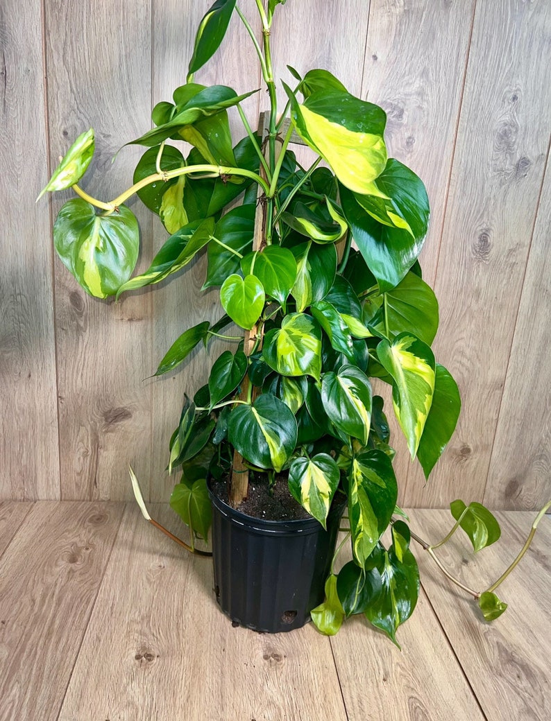 Philodendron Brasil Trellis 3 Feet Vines 10 Grower Pot Modern Indoor Live Plant image 1