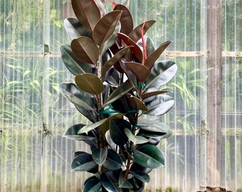 Ficus Burgundy Double Stem | 5 Feet Tall | 10” Grower Pot | Modern Indoor Live Plant