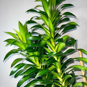 Dracaena Song of Jamaica 4 Feet Tall 10 Grower Pot Modern Indoor Plant image 4