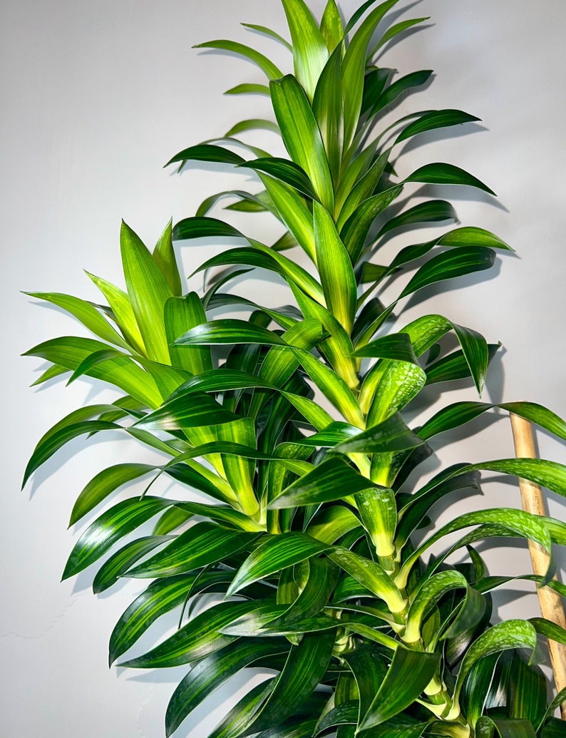 Dracaena Song of Jamaica 4 Feet Tall 10 Grower Pot Modern Indoor Plant image 4