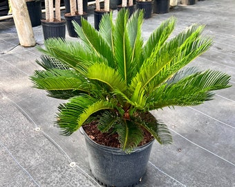 King Sago Palm | 3 Feet Tall | 10” Grower Pot | Modern Indoor Live Plant