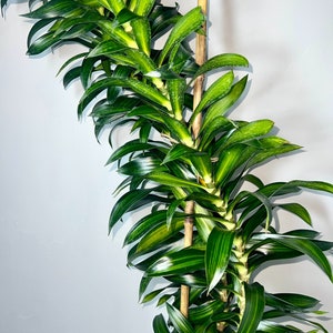 Dracaena Song of Jamaica 4 Feet Tall 10 Grower Pot Modern Indoor Plant image 3