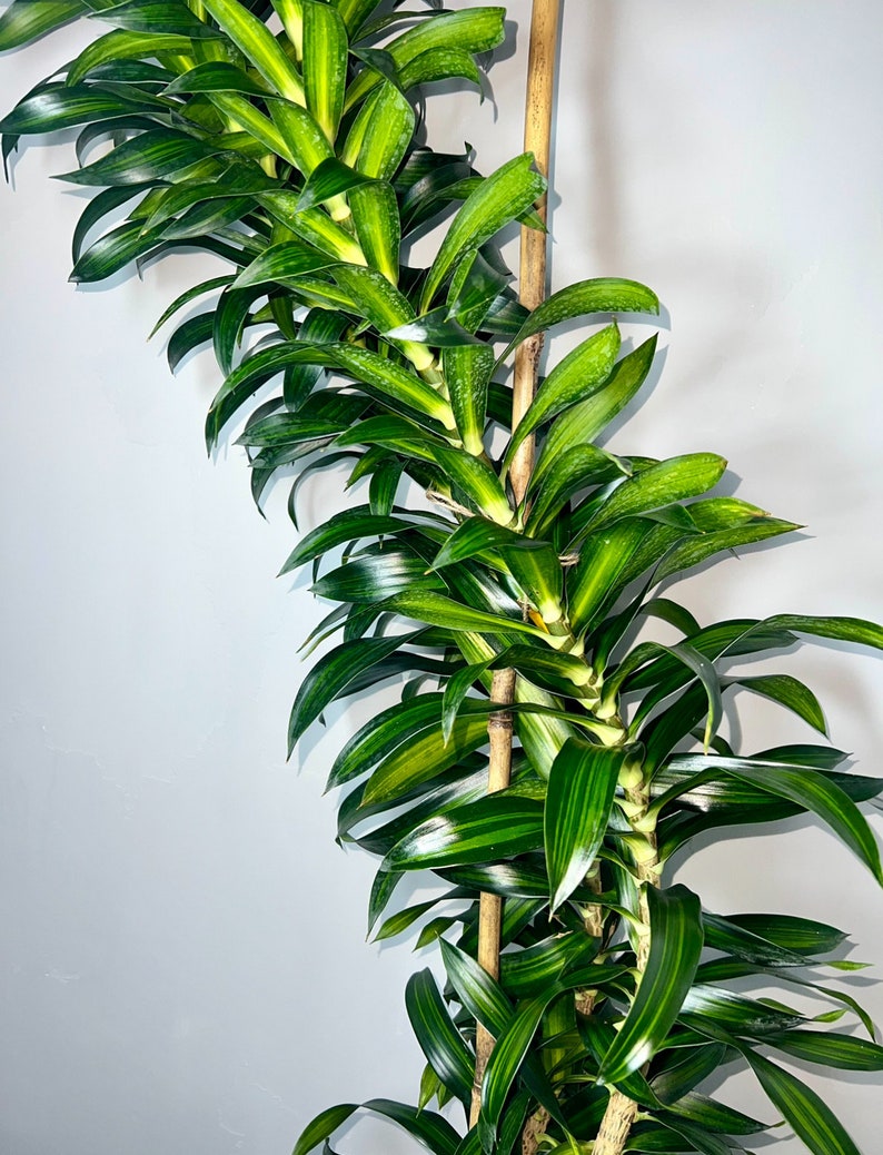 Dracaena Song of Jamaica 4 Feet Tall 10 Grower Pot Modern Indoor Plant image 3