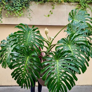 Monstera Deliciosa | 4 Feet Tall | 10” Grower Pot | Modern Indoor Live Plant