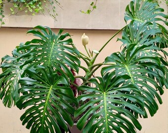 Monstera Deliciosa | 4 Feet Tall | 10” Grower Pot | Modern Indoor Live Plant