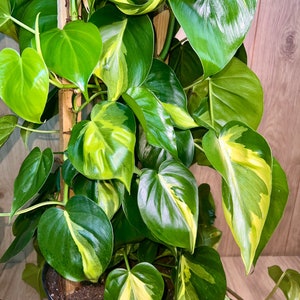 Philodendron Brasil Trellis 3 Feet Vines 10 Grower Pot Modern Indoor Live Plant image 4