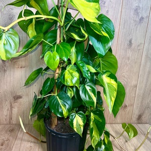 Philodendron Brasil Trellis 3 Feet Vines 10 Grower Pot Modern Indoor Live Plant image 3