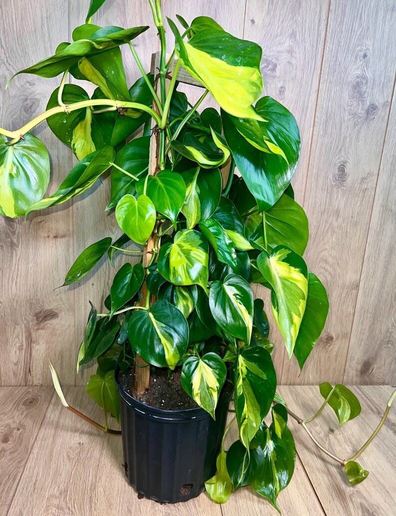 Philodendron Brasil Trellis 3 Feet Vines 10 Grower Pot Modern Indoor Live Plant image 3