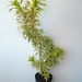 see more listings in the Rare Plant Collection section