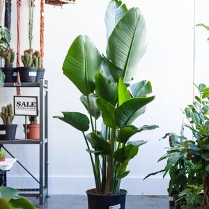 Bird of Paradise | 5 Feet Tall | 12” Grower Pot | Modern Indoor Live Plant